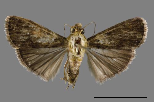<已分類>Family：Pyralidae[螟蛾科][00056188]
