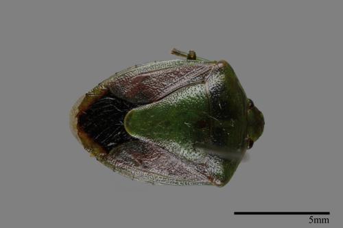 <已分類>Genus：Plautia[00054343]