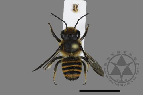 <已分類>Genus：Megachile[切葉蜂屬][00198098]