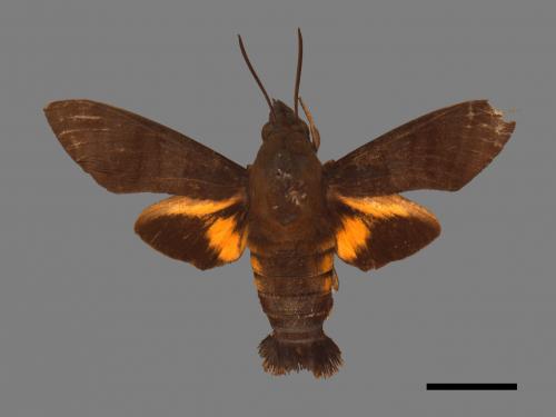 Macroglossum corythus luteata[黃紋長喙天蛾][00017879]