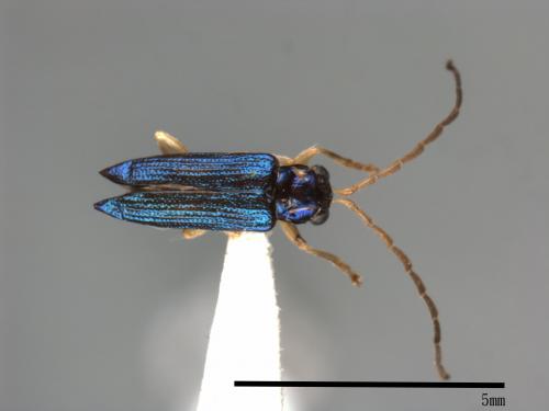 <已分類>Family：Chrysomelidae[金花蟲科][00084041]