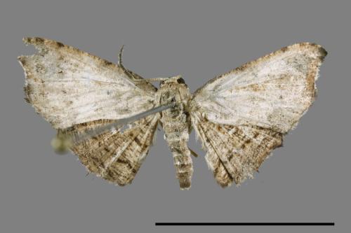<已分類>Family：Thyrididae[窗蛾科][00099682]
