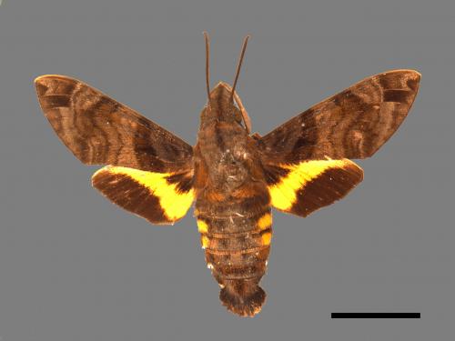 Macroglossum pyrrhosticta[黃斑長喙天蛾][00016498]