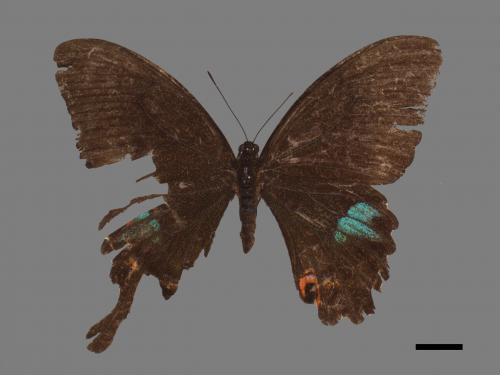 Papilio hermosanus[琉璃紋鳳蝶][00024799]