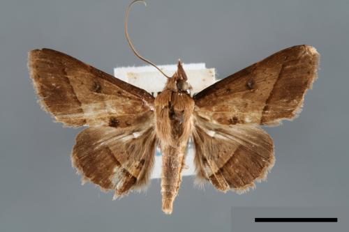 Hypospila bolinoides[00006535]