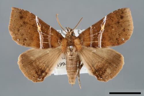 Sypnoides simplex[單析夜蛾][00006251]