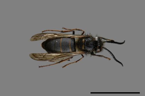Vespula flaviceps[細黃胡蜂][00072914]