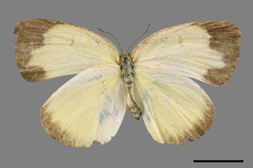 Eurema blanda arsakia[臺灣黃蝶][00054592]