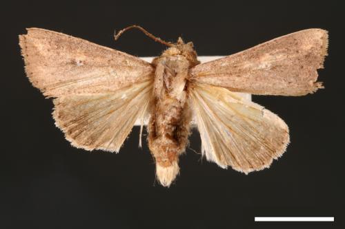 Mythimna purpurpatagis[紫頷黏夜蛾][00001372]