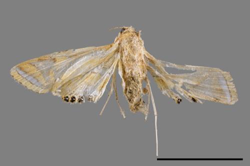 Eoophyla conjunctalis[00064753]