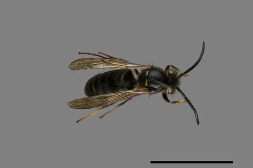 Vespula flaviceps[細黃胡蜂][00073391]