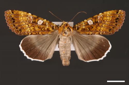 Anaplectoides inouei[00001038]