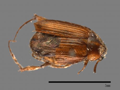 <已分類>Family：Scarabaeidae[金龜子科][00081834]