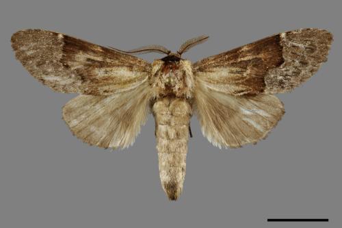 Semidonta basalis[槭半齒舟蛾][00099805]