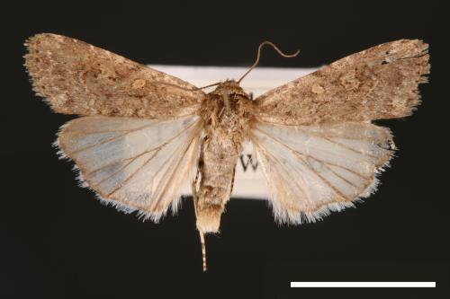 Spodoptera exigua[甜菜夜蛾][00002753]