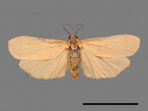 Agylla divisa[梯雙分華苔蛾][00105529]