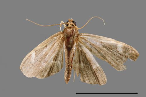 <已分類>Family：Crambidae[草螟科][00053802]