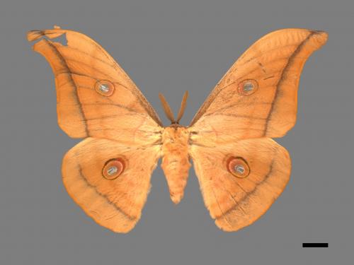 Antheraea pernyi[姬透目天蠶蛾][00016256]