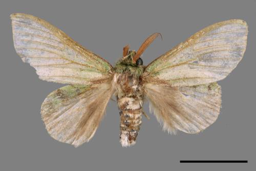 Stauropus takamukuana[綠蟻舟蛾][00045016]