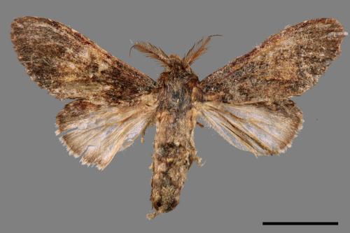 Vaneeckeia pallidifascia centrobrunnea[褐丸舟蛾][00052440]
