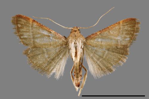 <已分類>Family：Crambidae[草螟科][00064308]