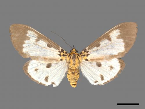 Asota plana lacteata[長斑擬燈蛾][00045625]
