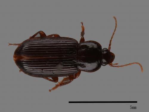 <已分類>Family：Carabidae[步行蟲科][00049600]