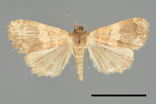 <已分類>Family：Noctuidae[夜蛾科][00011044]