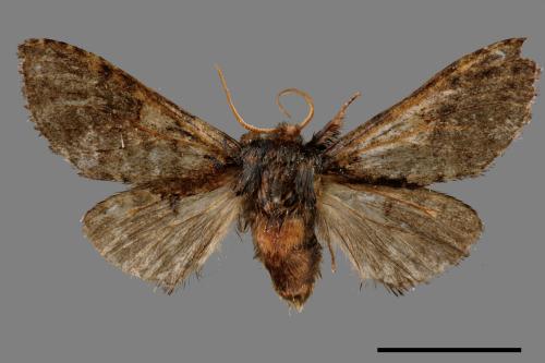 Notodonta griseotincta[黑脈紋舟蛾][00061015]