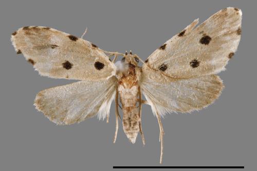Metaemene atrigutta maculata[麗夜蛾][00009024]