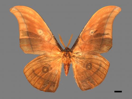 Antheraea yamamai superba[大透目天蠶蛾][00016128]