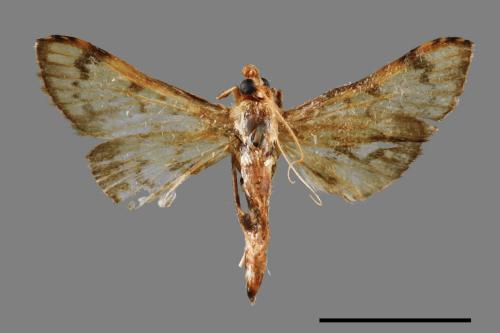 <已分類>Family：Crambidae[草螟科][00065648]