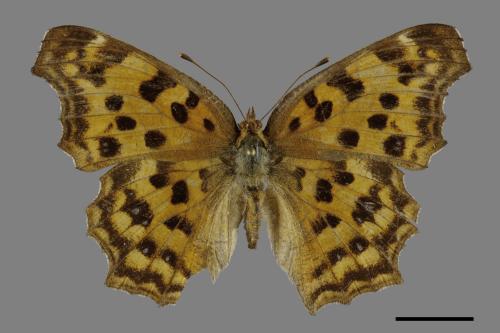 Polygonia c-aureum lunulata[黃蛺蝶][00101152]