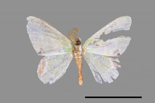 Comibaena biplagiata subornataris[白緣黑角綠尺蛾][00039925]