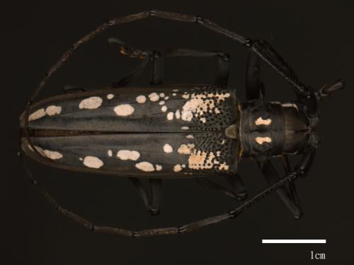 Batocera lineolata[白條天牛][00084280]