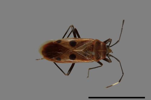 Physopelta quadriguttata[00040246]