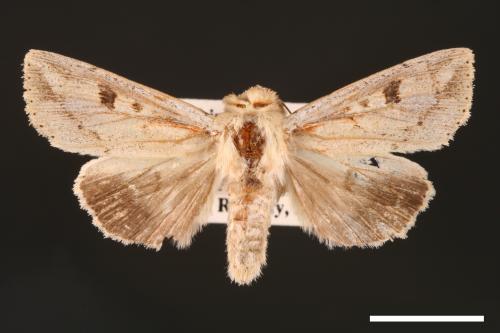 Mythimna albomarginata rubea[白緣秘夜蛾][00001544]