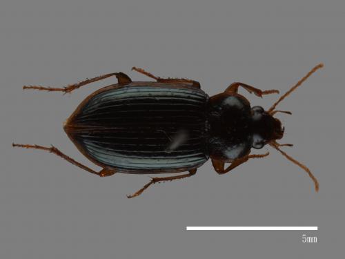 <已分類>Family：Carabidae[步行蟲科][00081998]