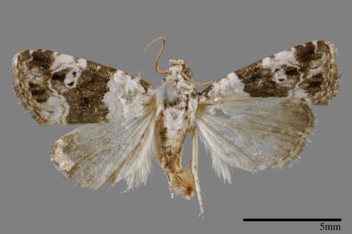 Maliattha signifera[00009288]