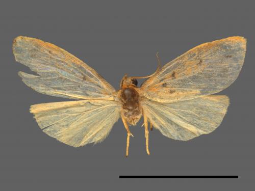 Asura acteola[台條紋豔苔蛾][00022576]