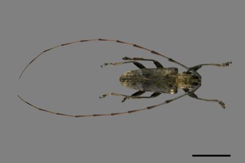 <已分類>Genus：Acalolepta[絨毛天牛屬][00092525]