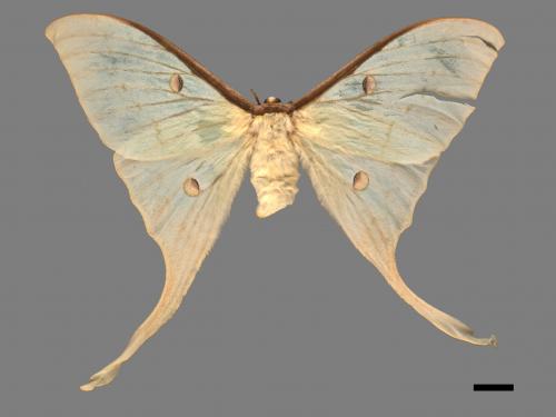 Actias heterogyna subaurea[台灣長尾水青蛾][00016371]