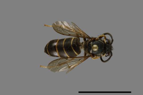 Vespula flaviceps[細黃胡蜂][00073388]