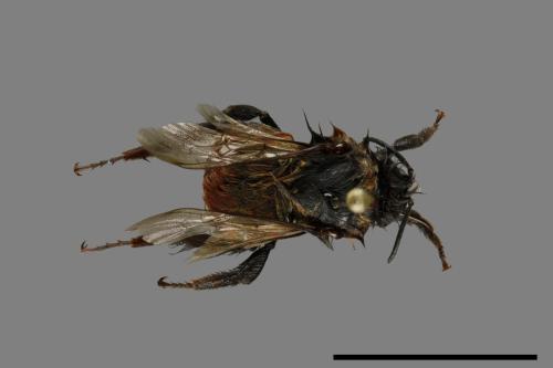 Bombus formosellus[信義熊蜂][00072334]