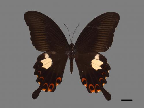 Papilio helenus fortunius[白紋鳳蝶][00013712]