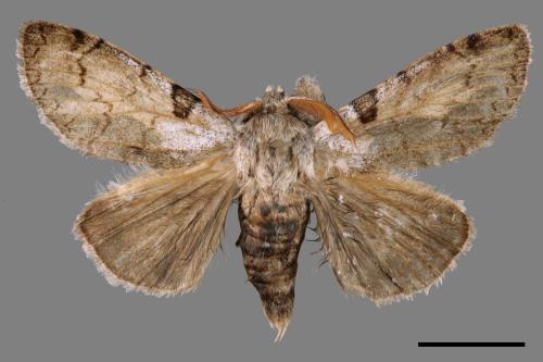 Calliteara postfusca[波茸毒蛾][00035437]