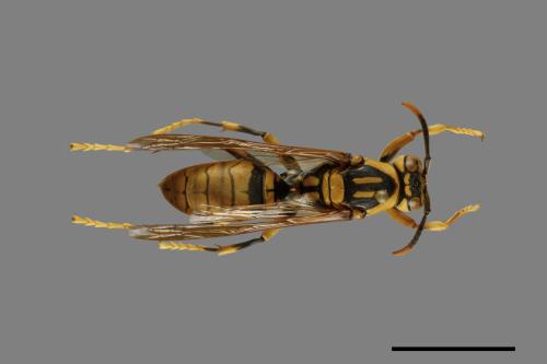 Polistes rothneyi[黃長腳蜂][00072579]