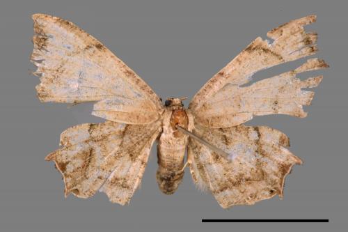 Dysaethria obscuraria[00038927]