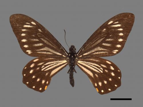 Chilasa epycides melanoleucus[黃星鳳蝶][00013853]