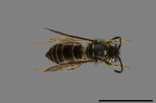 Vespula flaviceps[細黃胡蜂][00073076]